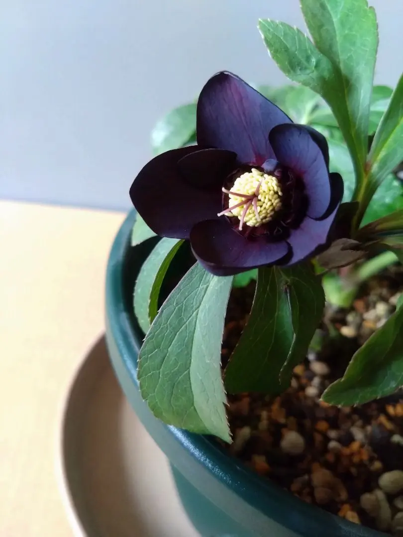 2026年最新】トルカータスの人気アイテム - メルカリ