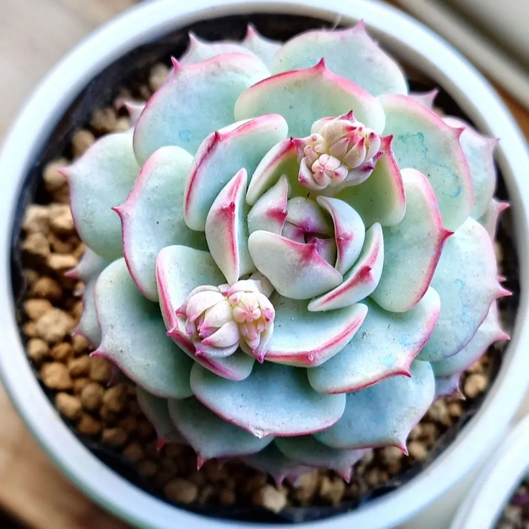 2026年最新】オーストラリアキャプテンヘイの人気アイテム - メルカリ