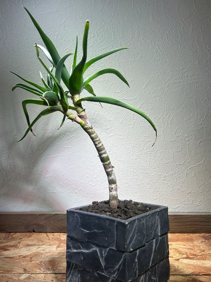 2026年最新】アロエストリアツラの人気アイテム - メルカリ