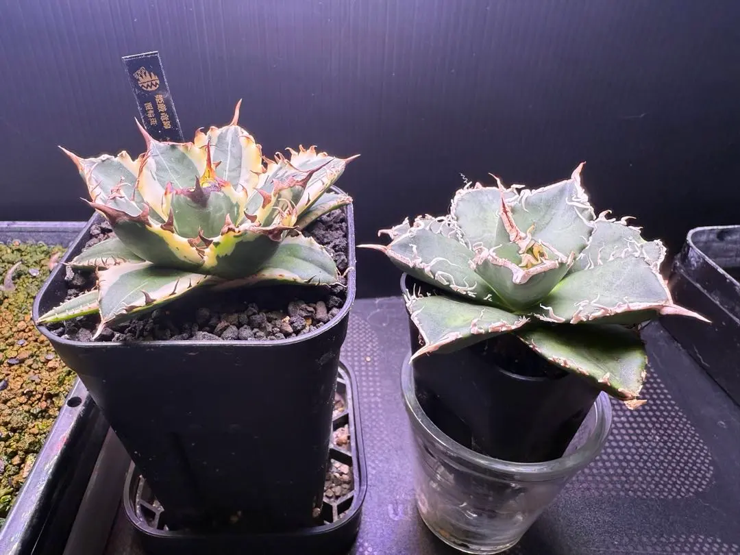 2026年最新】厳竜錦の人気アイテム - メルカリ