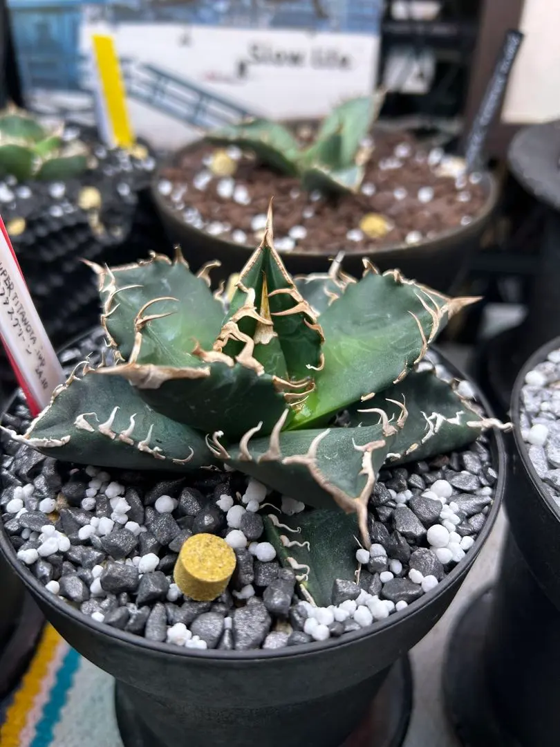 2026年最新】スーパーチタノタ カクタスグリーンの人気アイテム - メルカリ