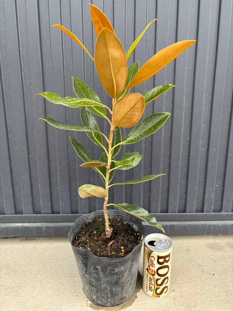 2026年最新】タイサンボク 苗の人気アイテム - メルカリ