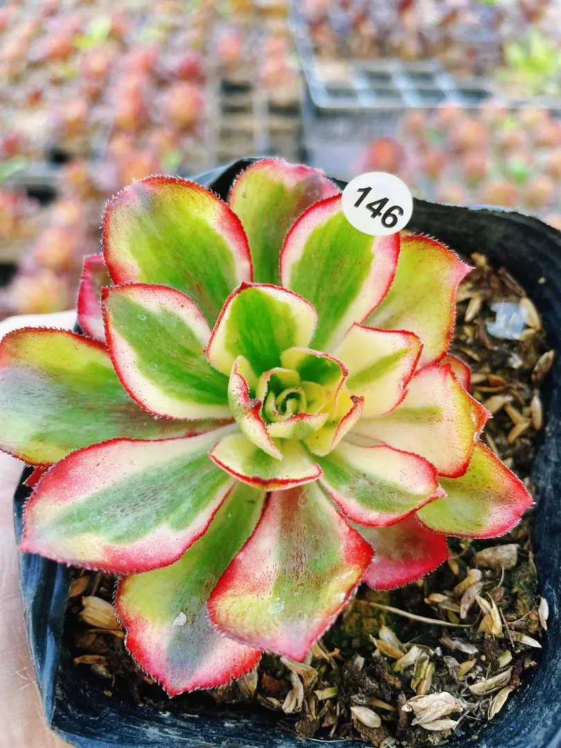 2026年最新】アエオニウム 魅影の人気アイテム - メルカリ