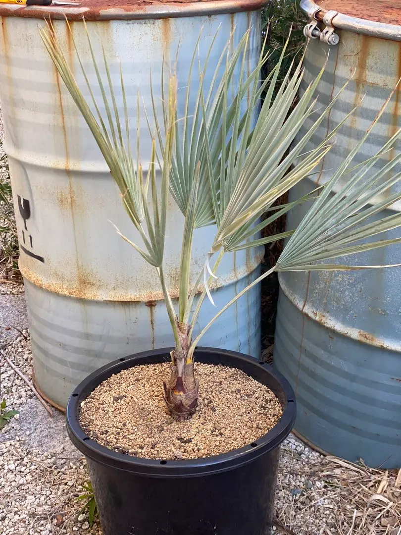 2026年最新】ブラヘアアルマータの人気アイテム - メルカリ