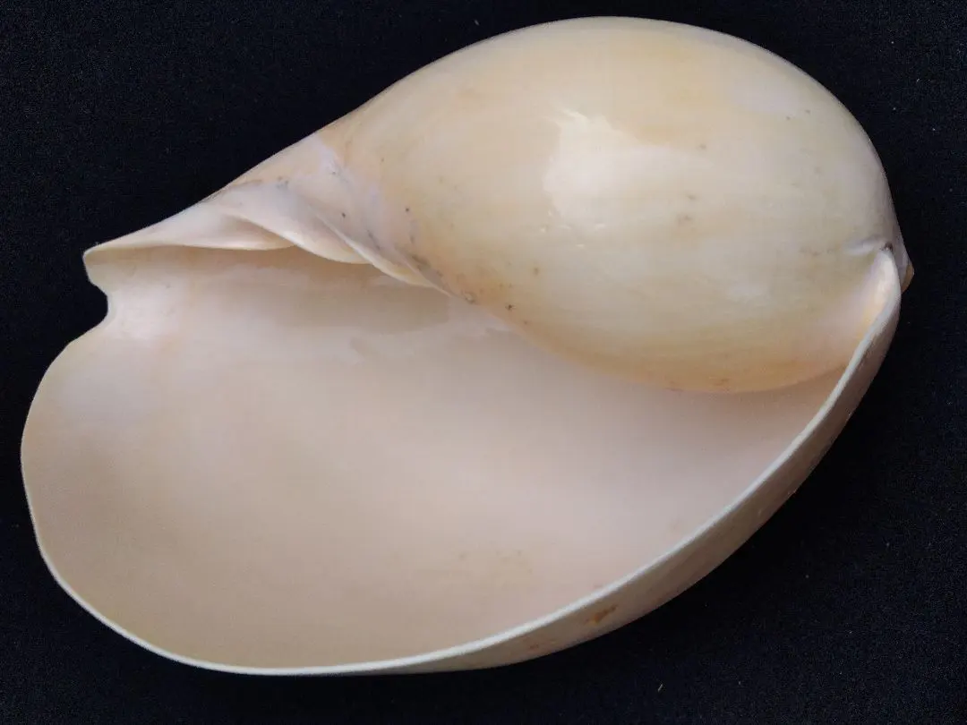 2026年最新】ヤシガイの人気アイテム - メルカリ