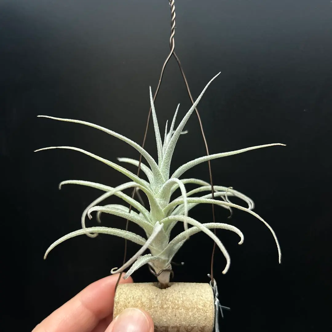 2026年最新】ストラミネアの人気アイテム - メルカリ