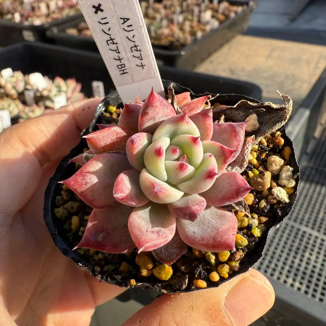 2026年最新】まぱさんの人気アイテム - メルカリ