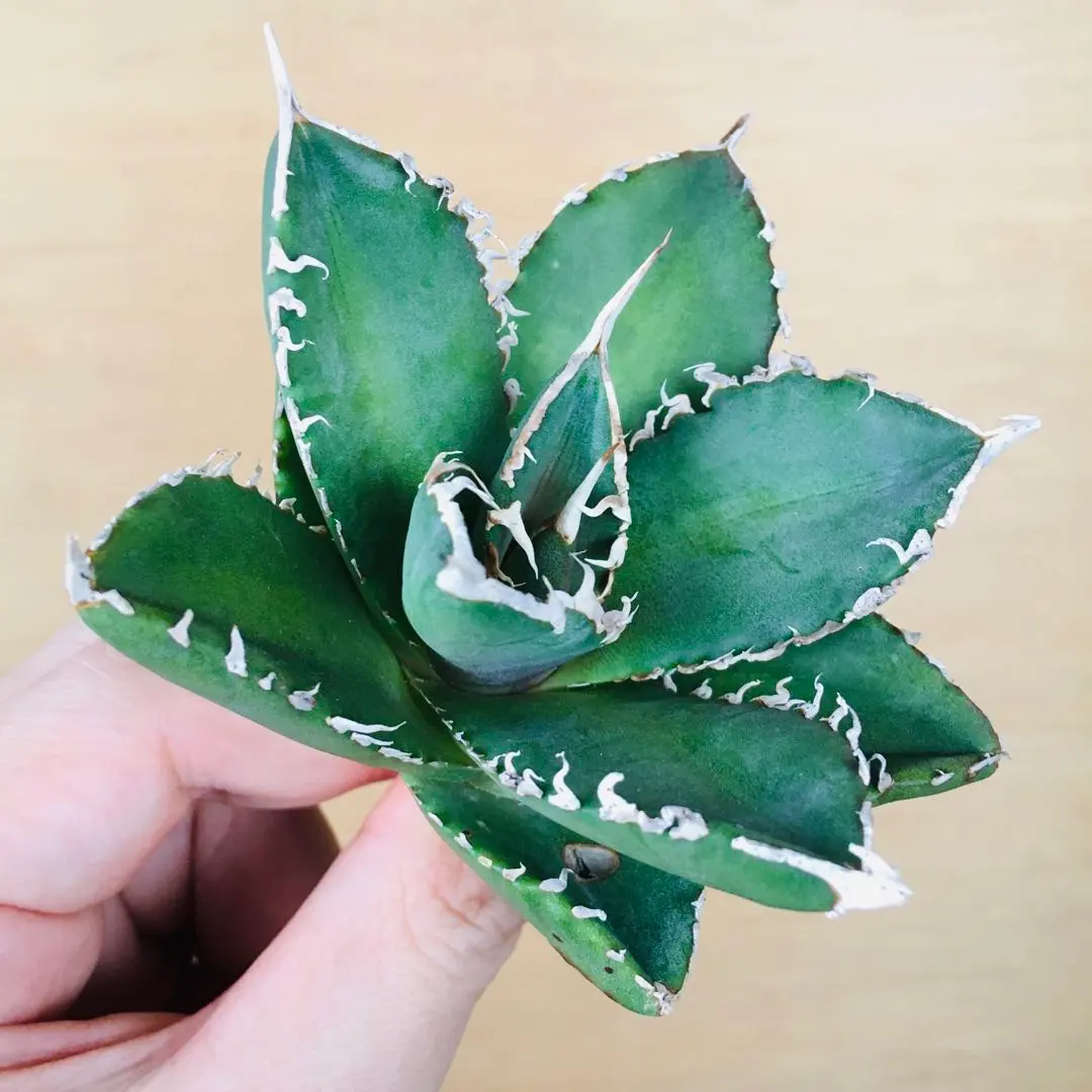 2026年最新】巨歯鯊の人気アイテム - メルカリ