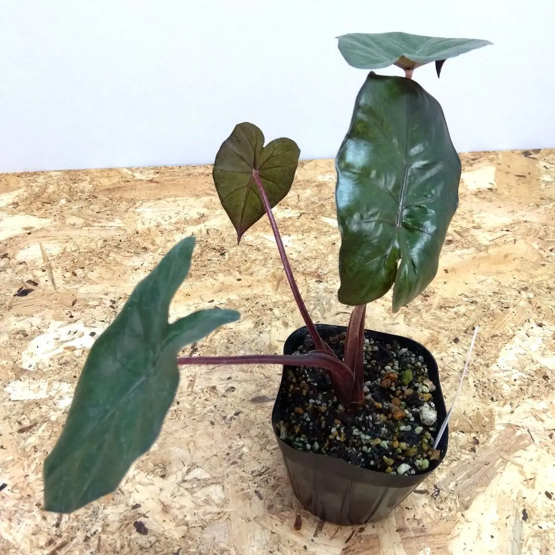 2026年最新】ユカタンプリンセスの人気アイテム - メルカリ