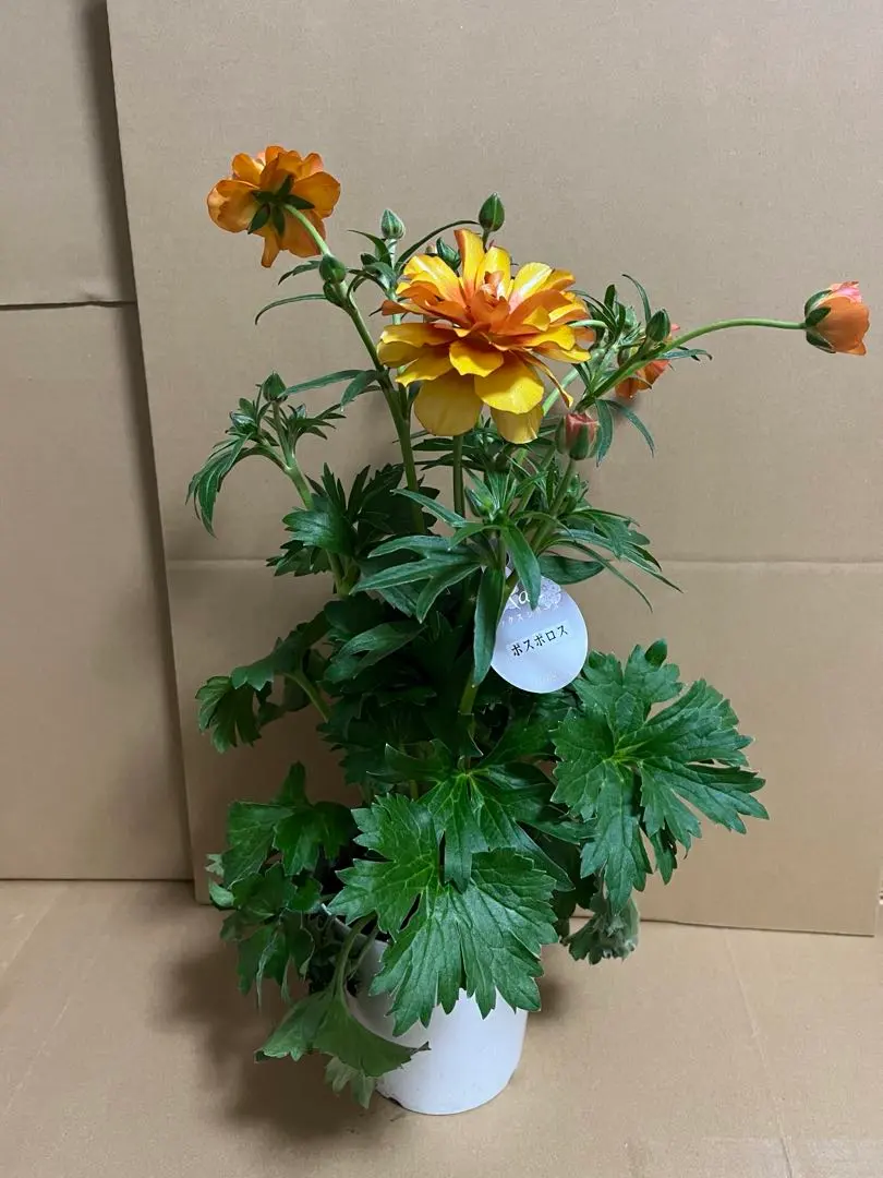 2026年最新】ラナンキュラスラックス ポスポロスの人気アイテム - メルカリ