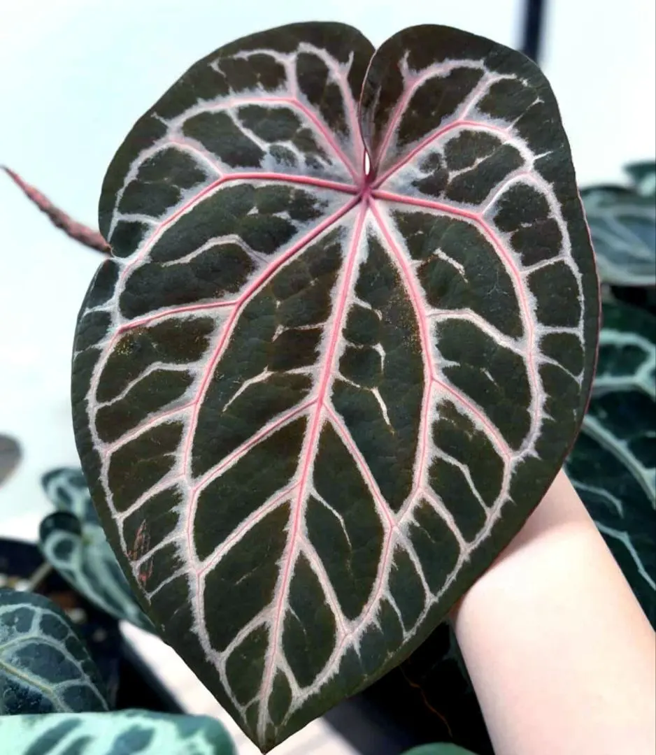 2026年最新】anthurium michelleの人気アイテム - メルカリ