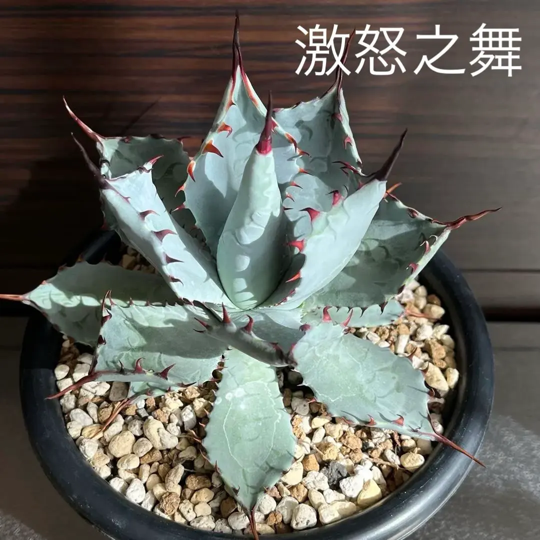 2026年最新】#激怒之舞の人気アイテム - メルカリ