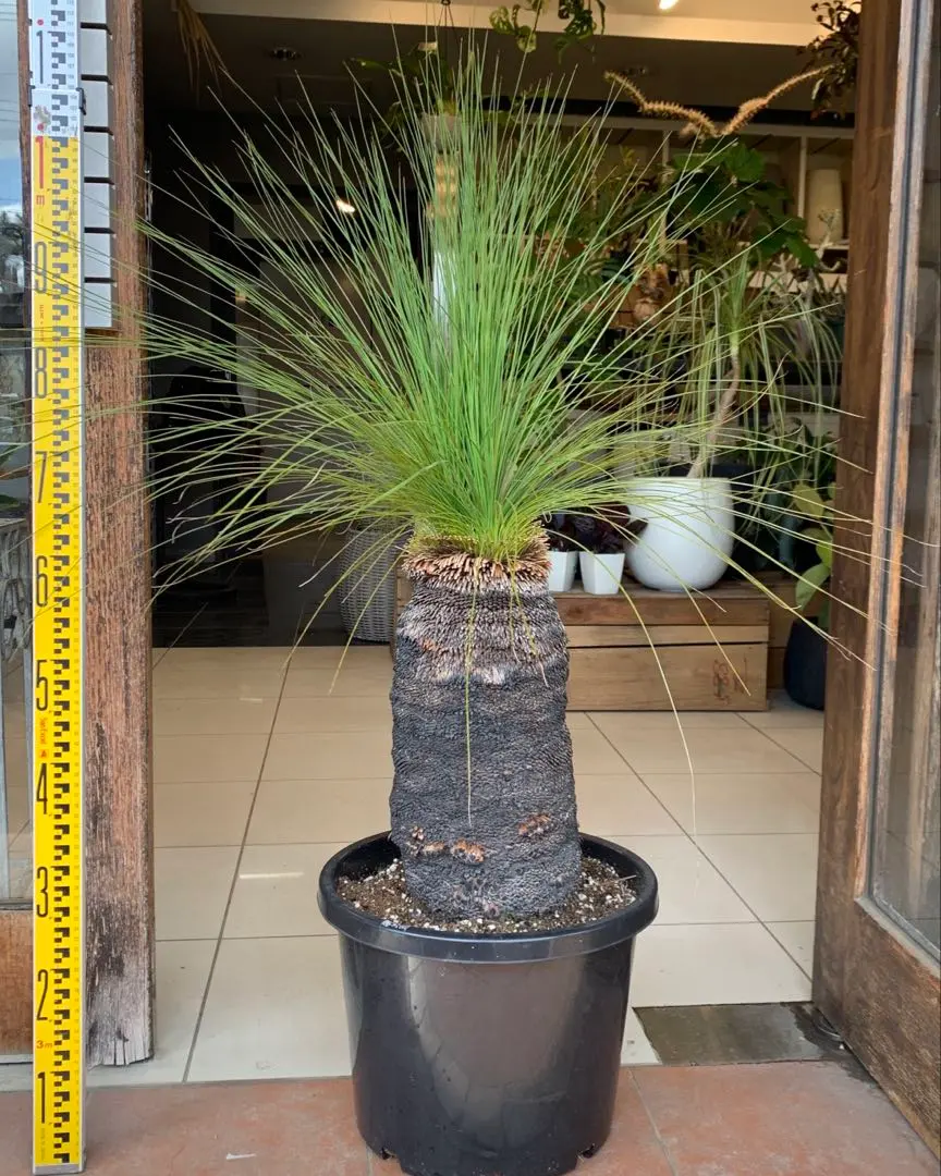 2026年最新】クサントロエア ブラックボーイの人気アイテム - メルカリ