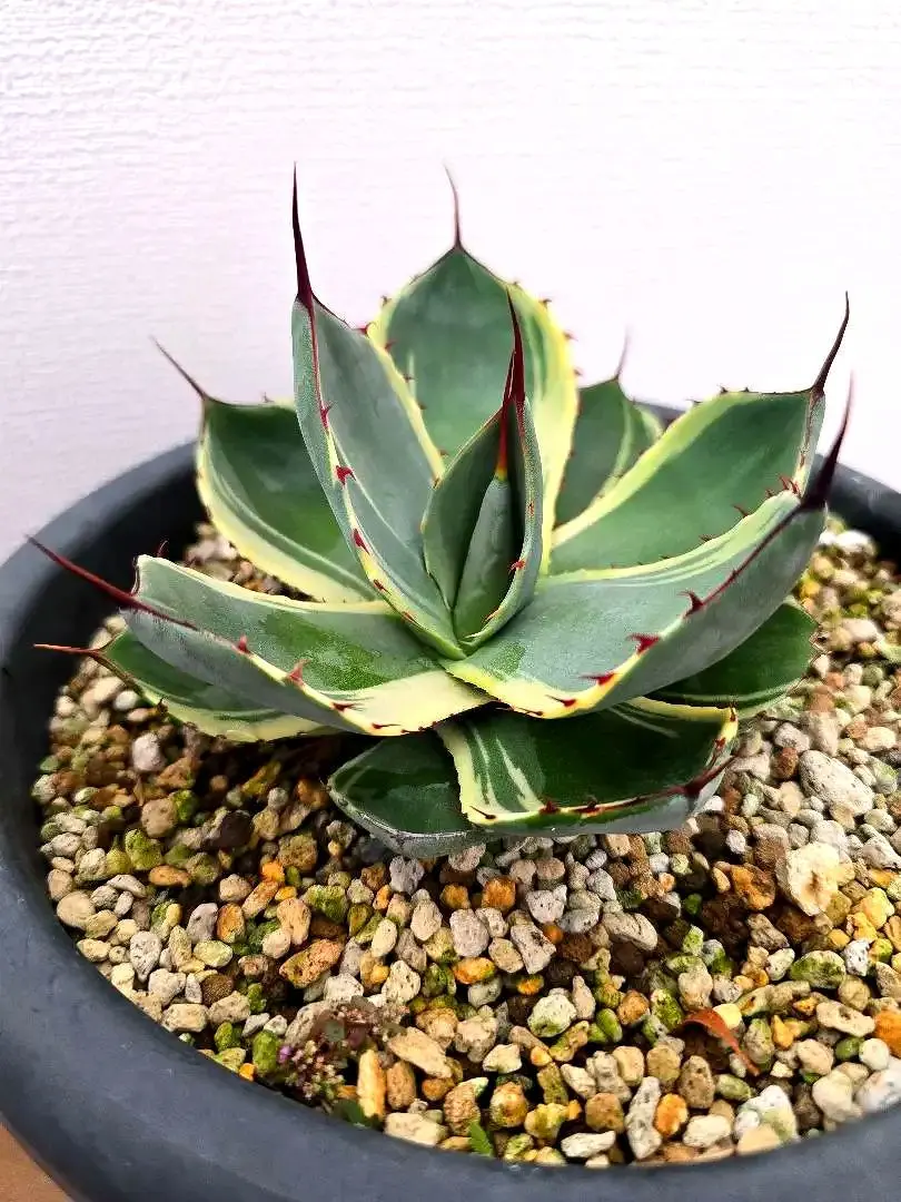 2026年最新】トランカータ オリザバの人気アイテム - メルカリ