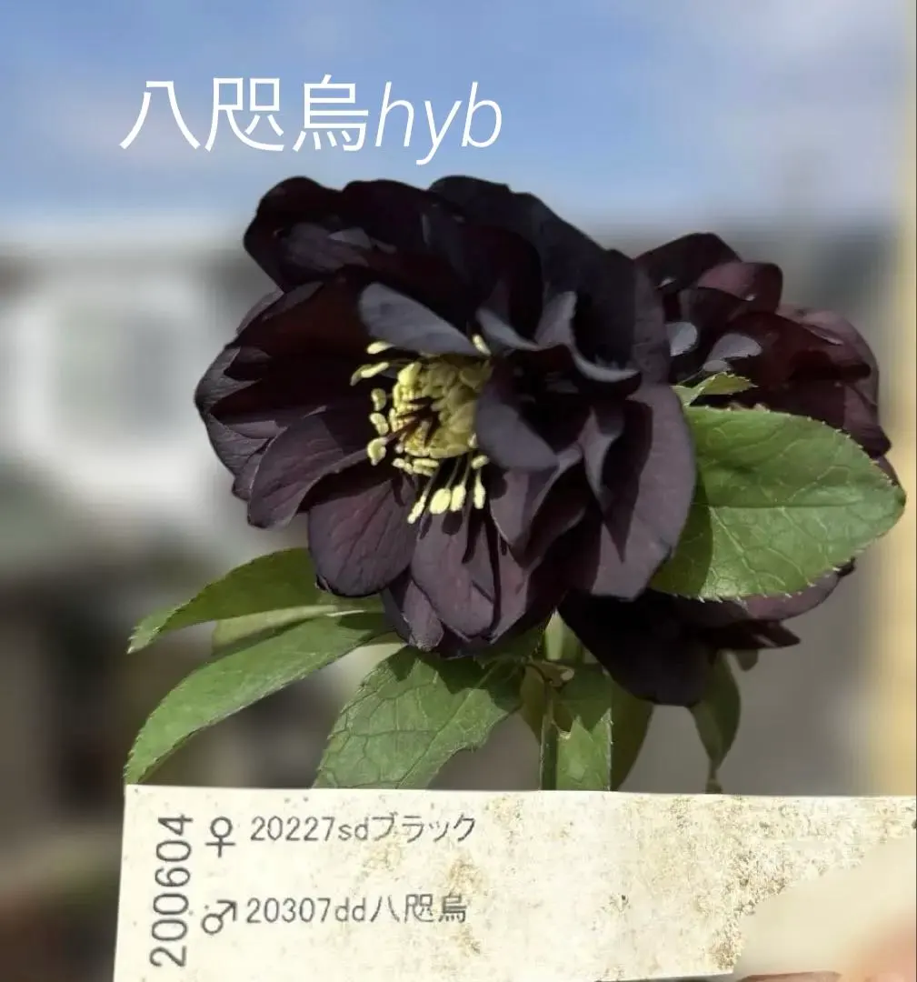 2026年最新】八咫烏 クリスマスローズの人気アイテム - メルカリ