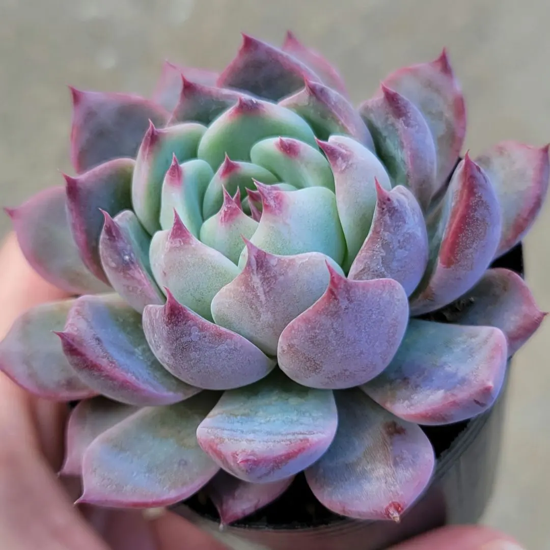 2026年最新】堀川コロラータの人気アイテム - メルカリ