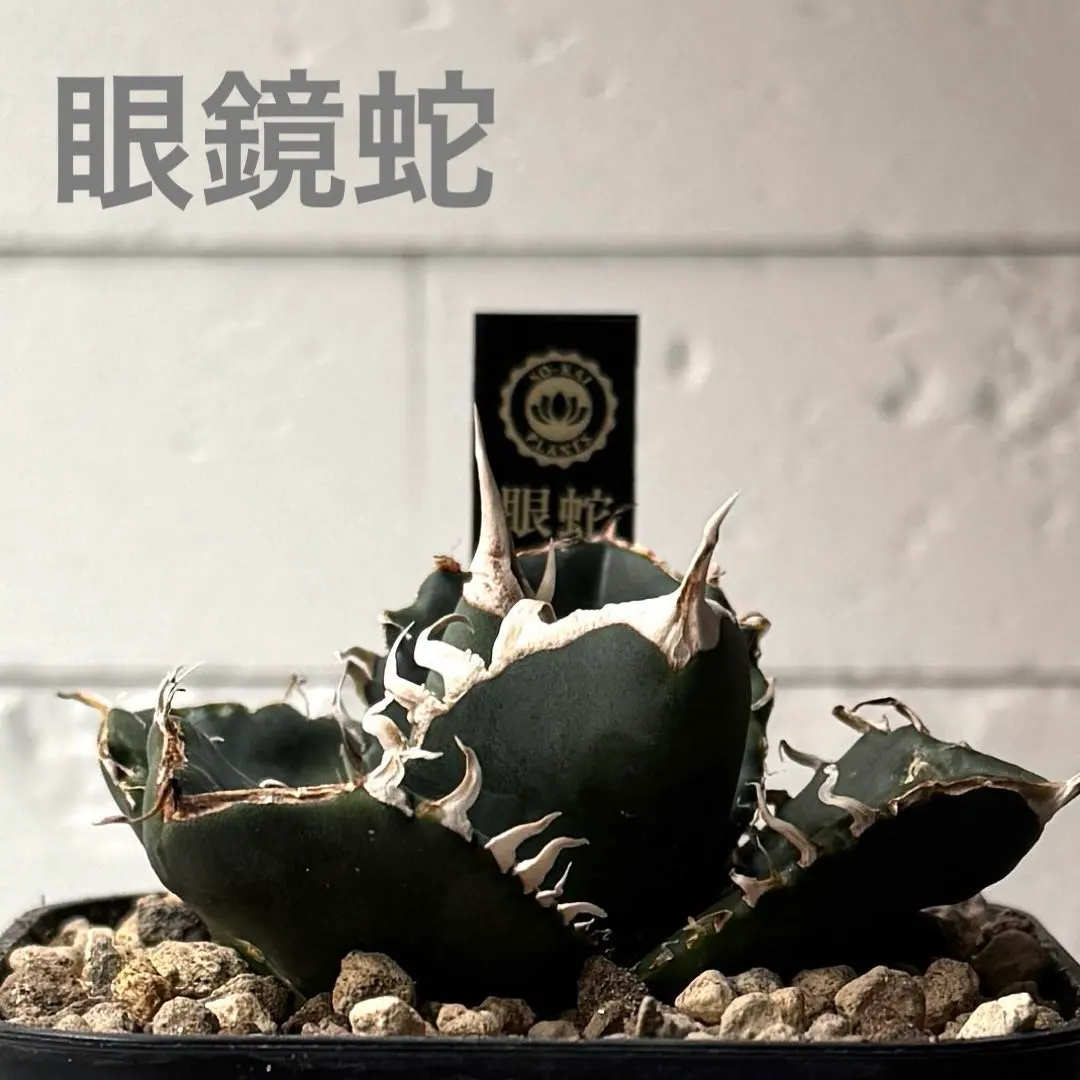 2026年最新】アガベコブラの人気アイテム - メルカリ