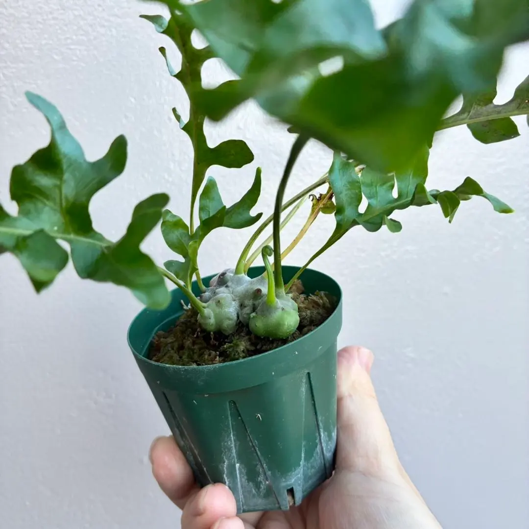 2026年最新】レカノプテリス ルゾネンシスの人気アイテム - メルカリ