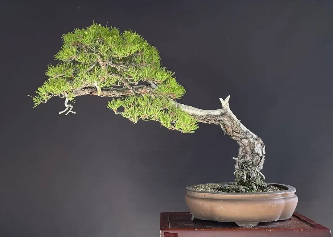 2026年最新】真柏 山採りの人気アイテム - メルカリ