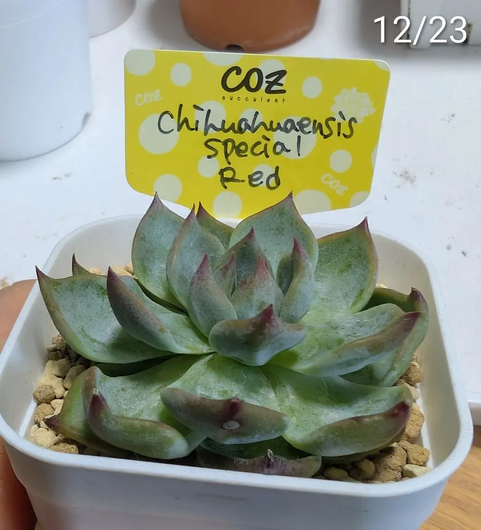 2026年最新】COZ苗の人気アイテム - メルカリ