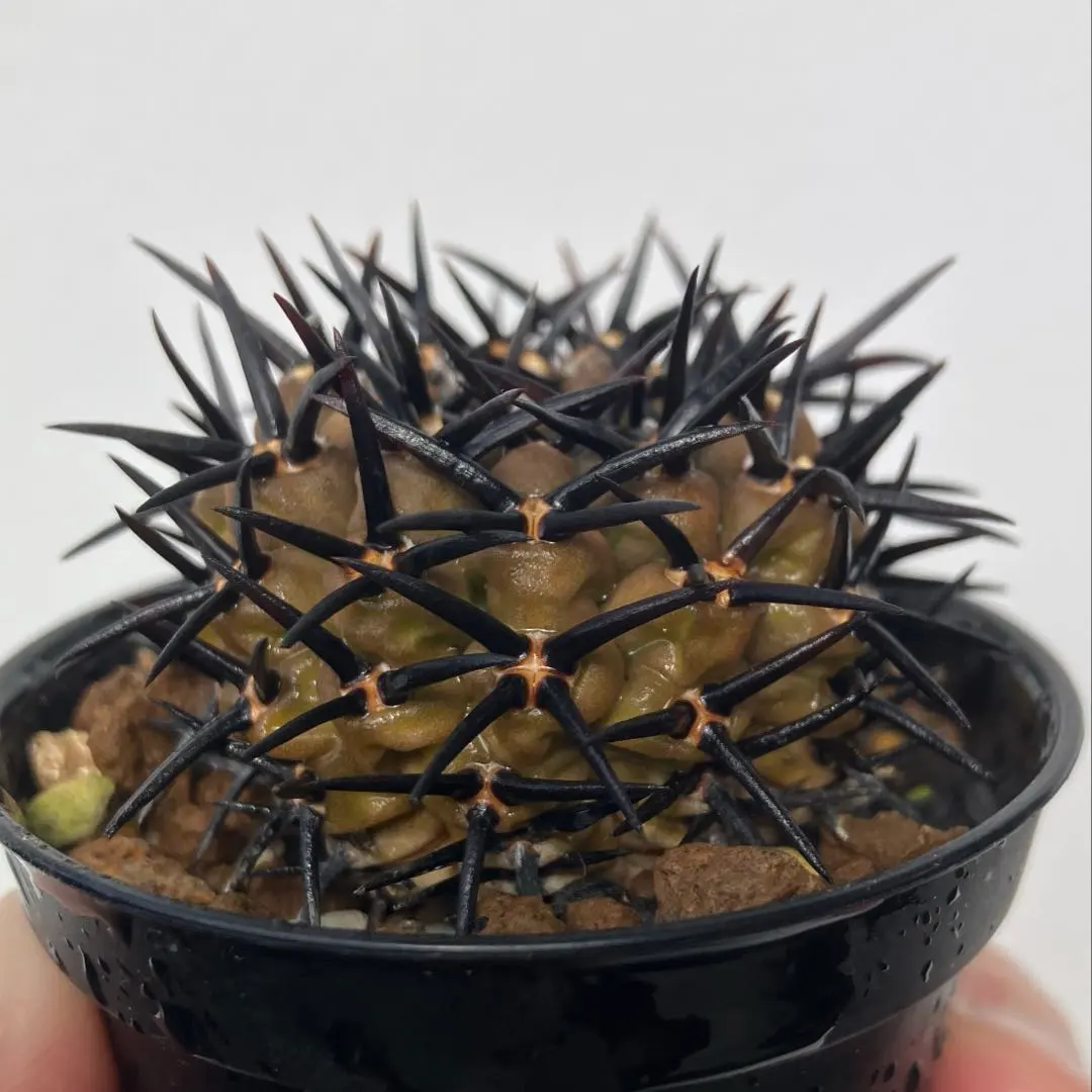 2026年最新】黒棘鳳頭の人気アイテム - メルカリ