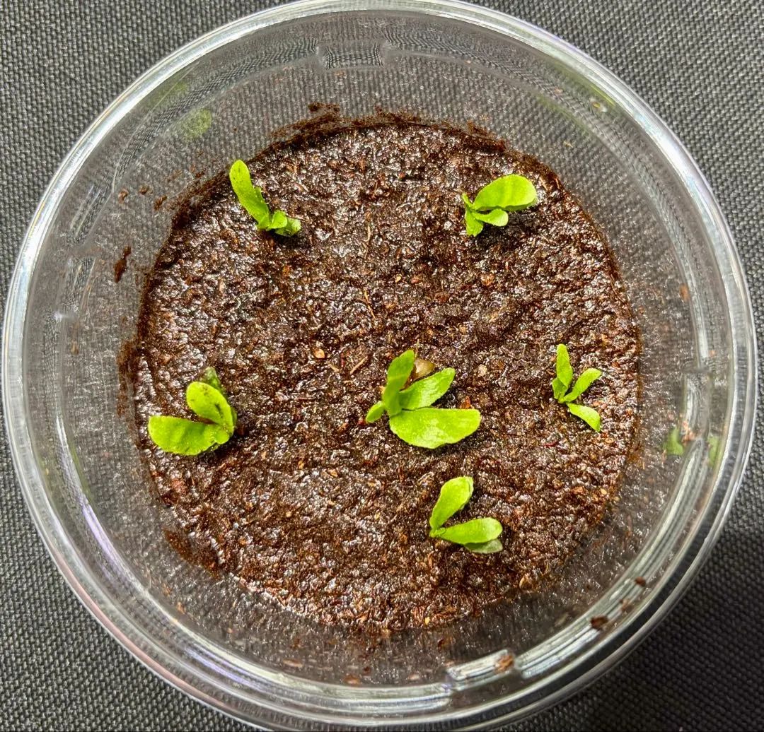 2026年最新】willinckii spurの人気アイテム - メルカリ