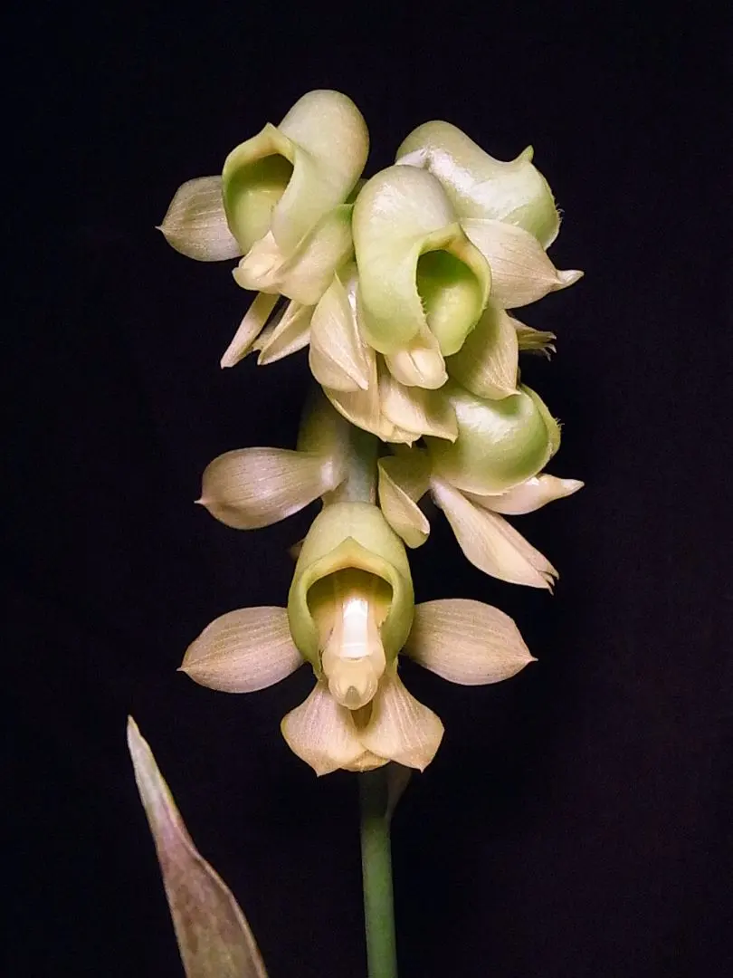 2026年最新】カタセタムの人気アイテム - メルカリ