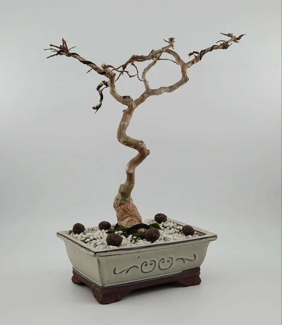 2026年最新】真柏 文人の人気アイテム - メルカリ