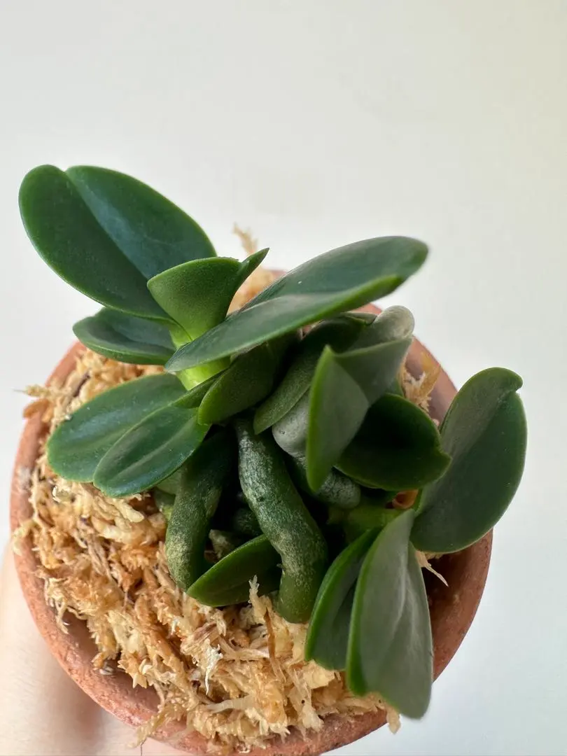 2026年最新】名護蘭 明丸の人気アイテム - メルカリ