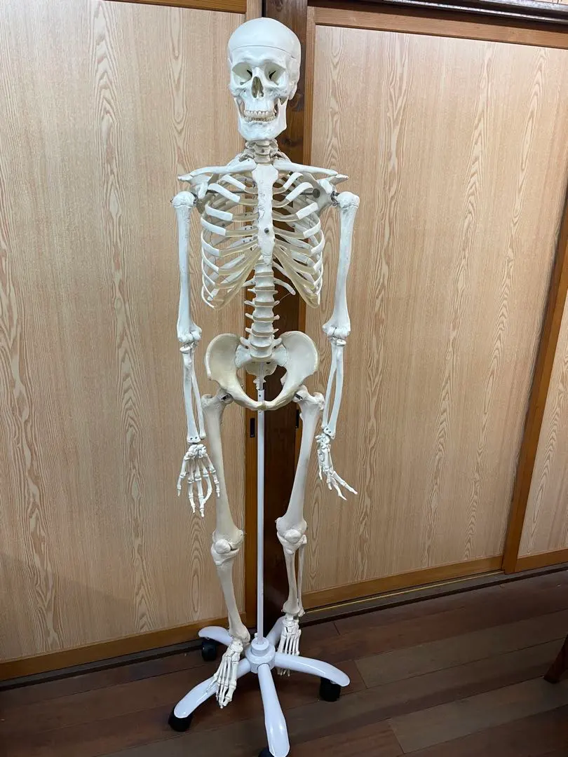 2026年最新】3b scientificの人気アイテム - メルカリ