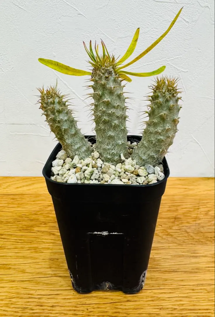 2026年最新】グラキリス 2頭の人気アイテム - メルカリ