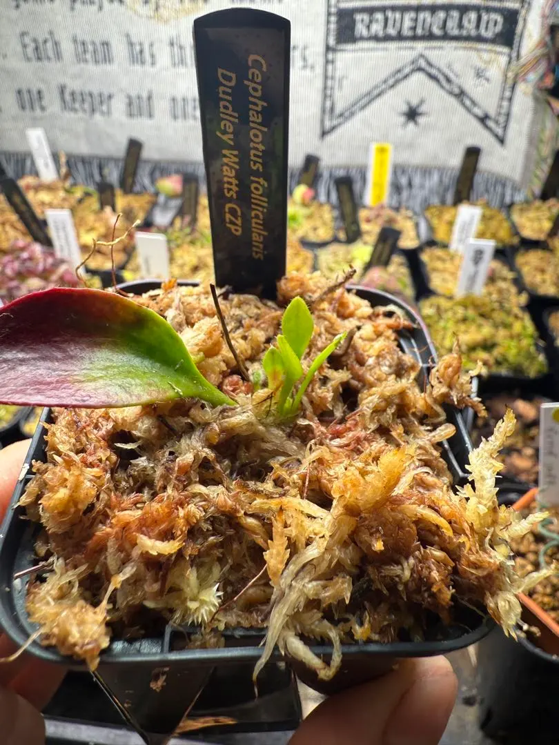 2026年最新】セファロタスの人気アイテム - メルカリ