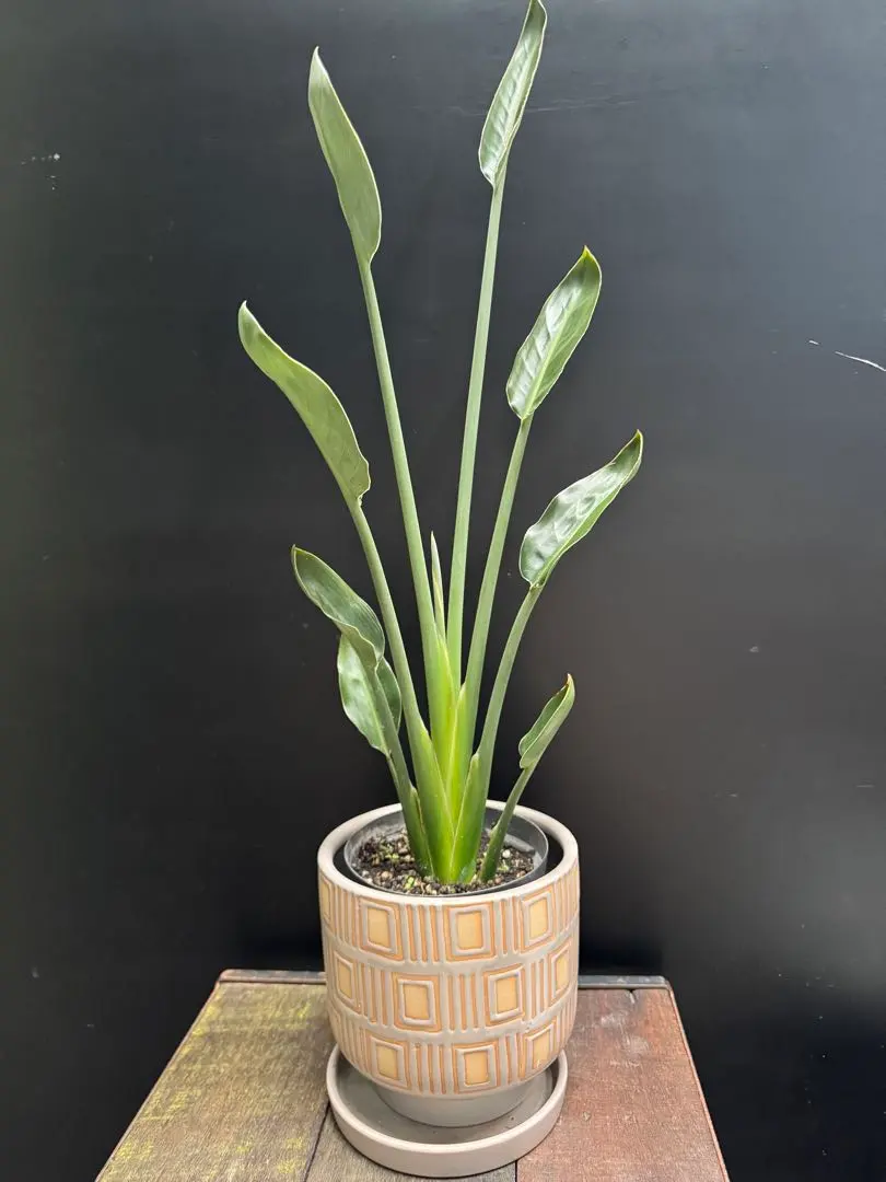 2026年最新】ストレリチア ノンリーフの人気アイテム - メルカリ