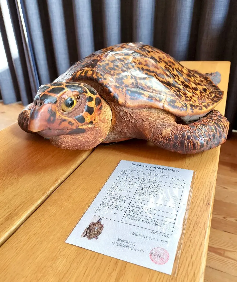 2026年最新】海亀の剥製の人気アイテム - メルカリ