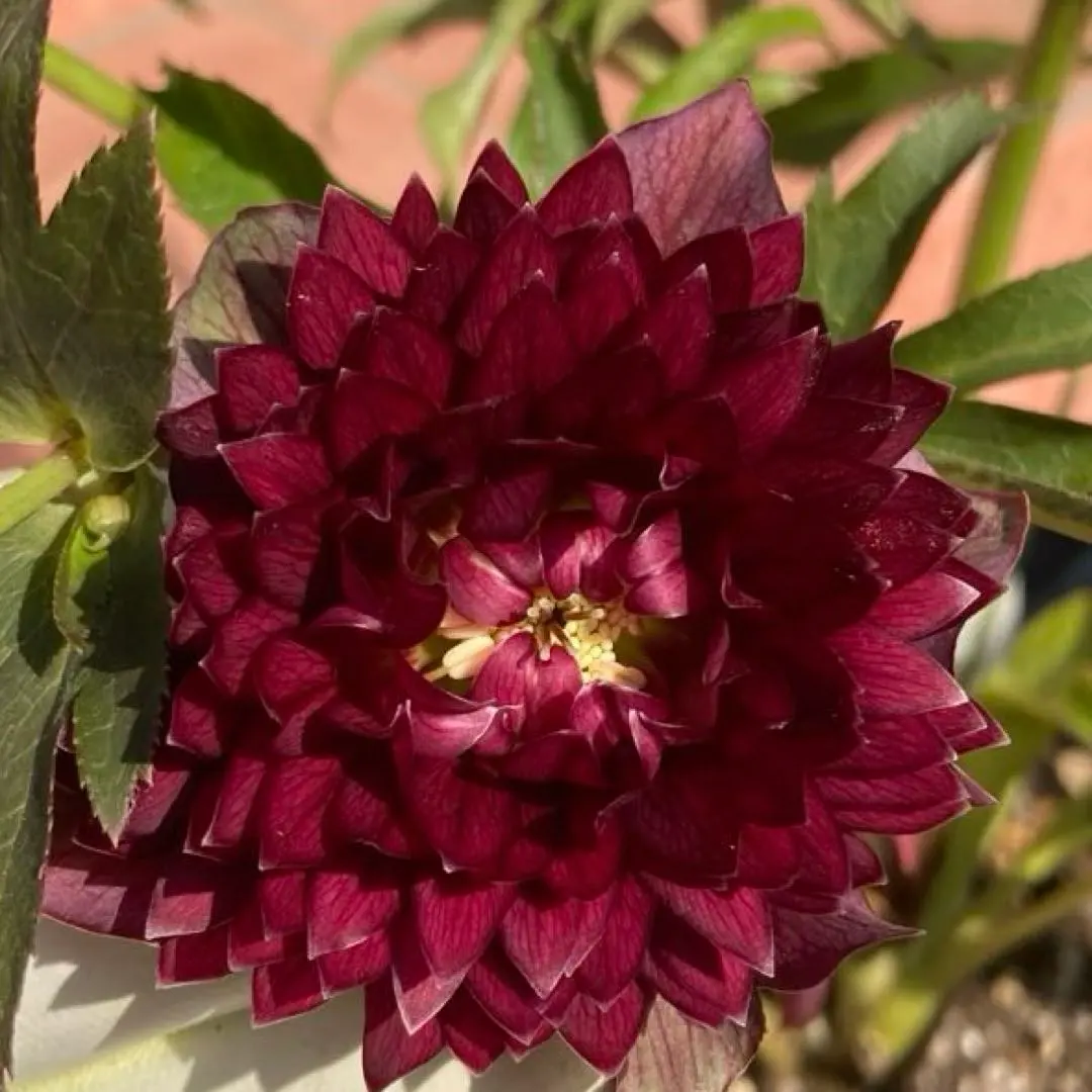 2026年最新】広瀬園芸のクレオパトラの人気アイテム - メルカリ