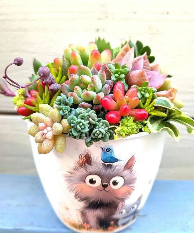 2026年最新】そのまま飾れる多肉寄植えの人気アイテム - メルカリ