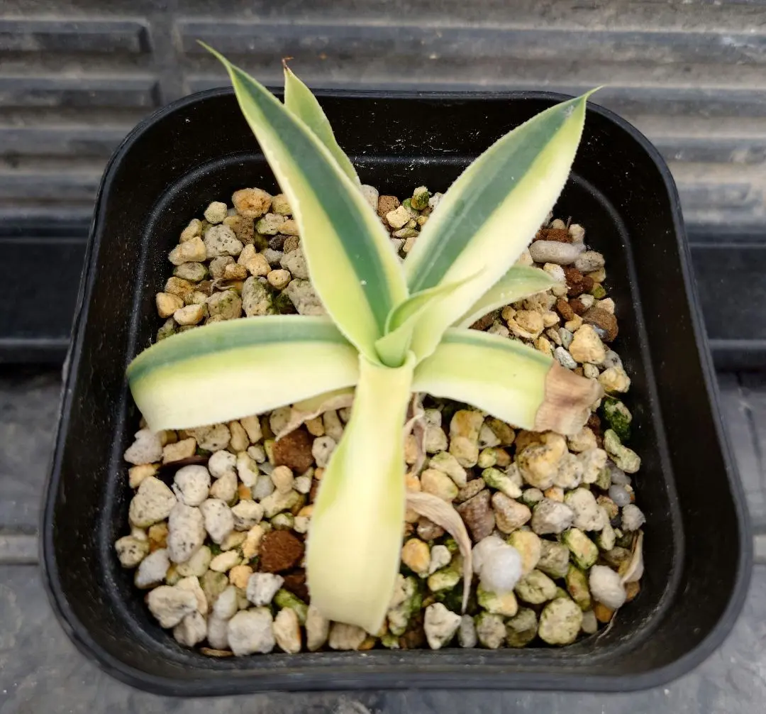 2026年最新】ブルーフレイム アガベの人気アイテム - メルカリ