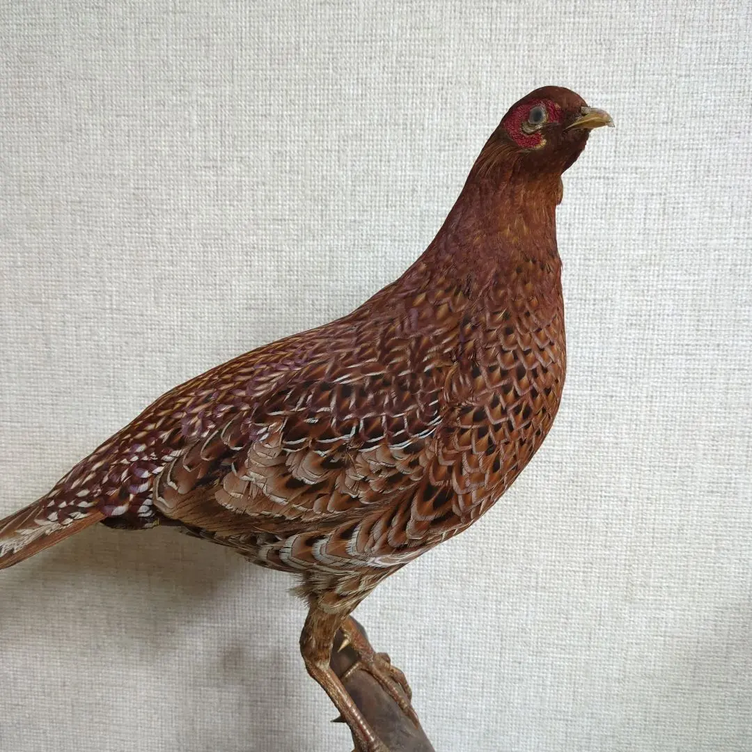 2026年最新】鳥剥製の人気アイテム - メルカリ