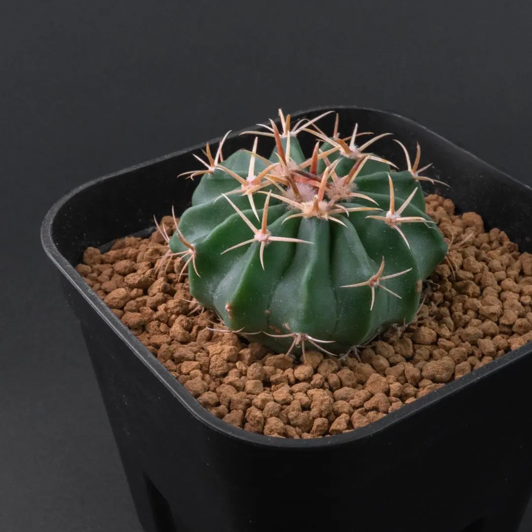 2026年最新】サボテン 綾波の人気アイテム - メルカリ