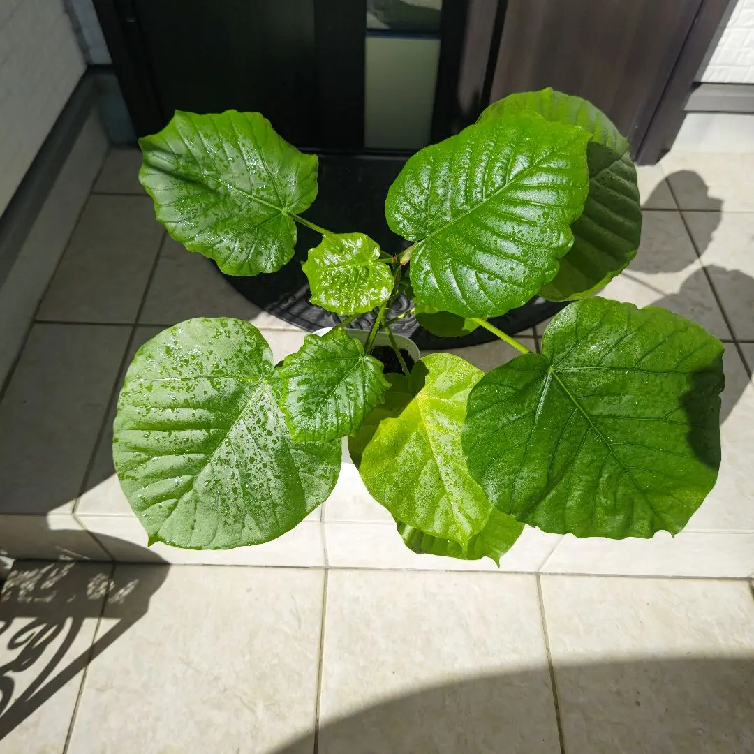 2026年最新】ウンベラータ 斑入りの人気アイテム - メルカリ