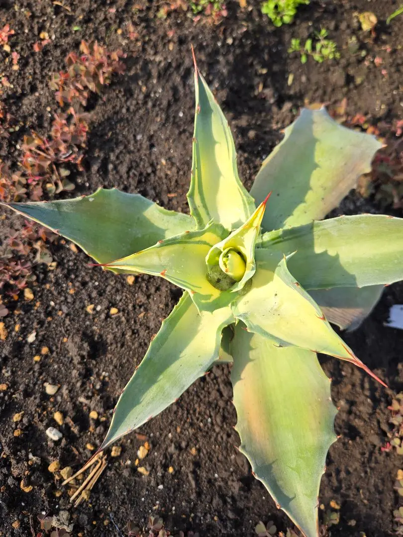 2026年最新】アガベアウェイクニングエンジェルの人気アイテム - メルカリ