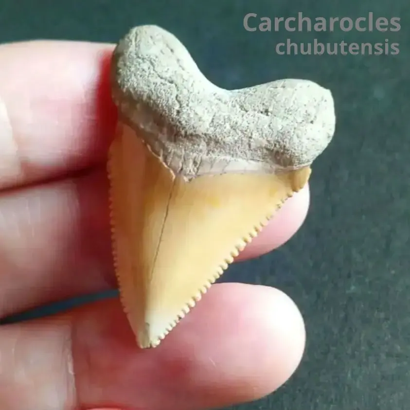 2026年最新】化石 メガロドンの人気アイテム - メルカリ