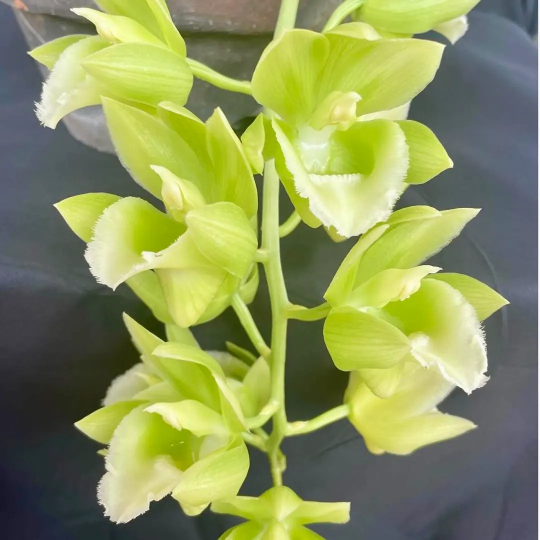 2026年最新】たけのこ蘭の人気アイテム - メルカリ