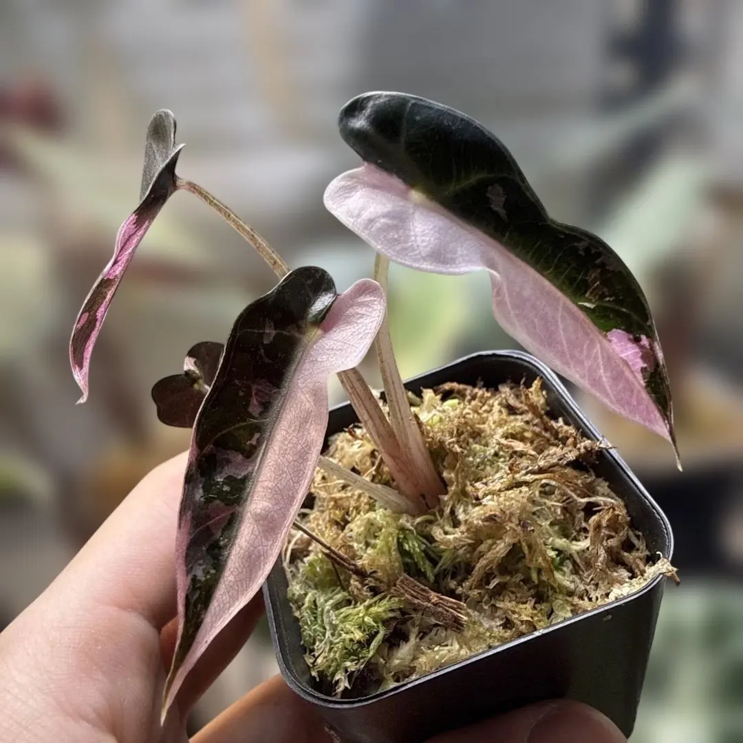 2026年最新】アロカシア バンビーノ ピンクの人気アイテム - メルカリ