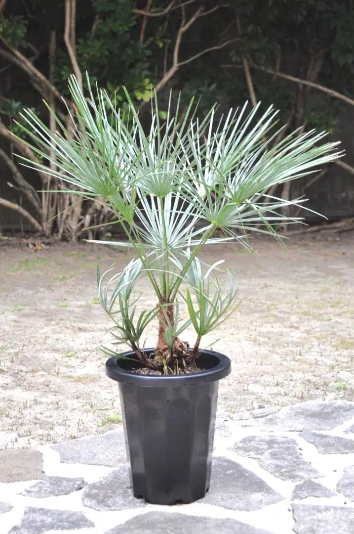 2026年最新】セリフェラの人気アイテム - メルカリ