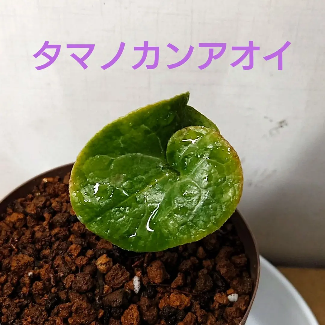 2026年最新】カンアオイ タマノの人気アイテム - メルカリ