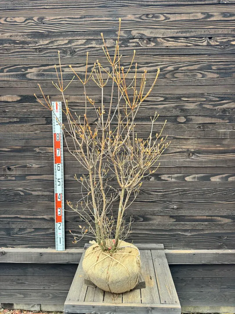 2026年最新】ミツバツツジの人気アイテム - メルカリ