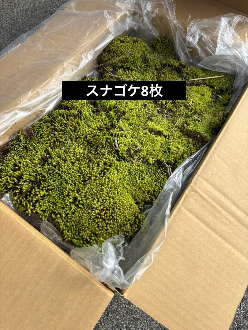 2026年最新】砂苔の人気アイテム - メルカリ