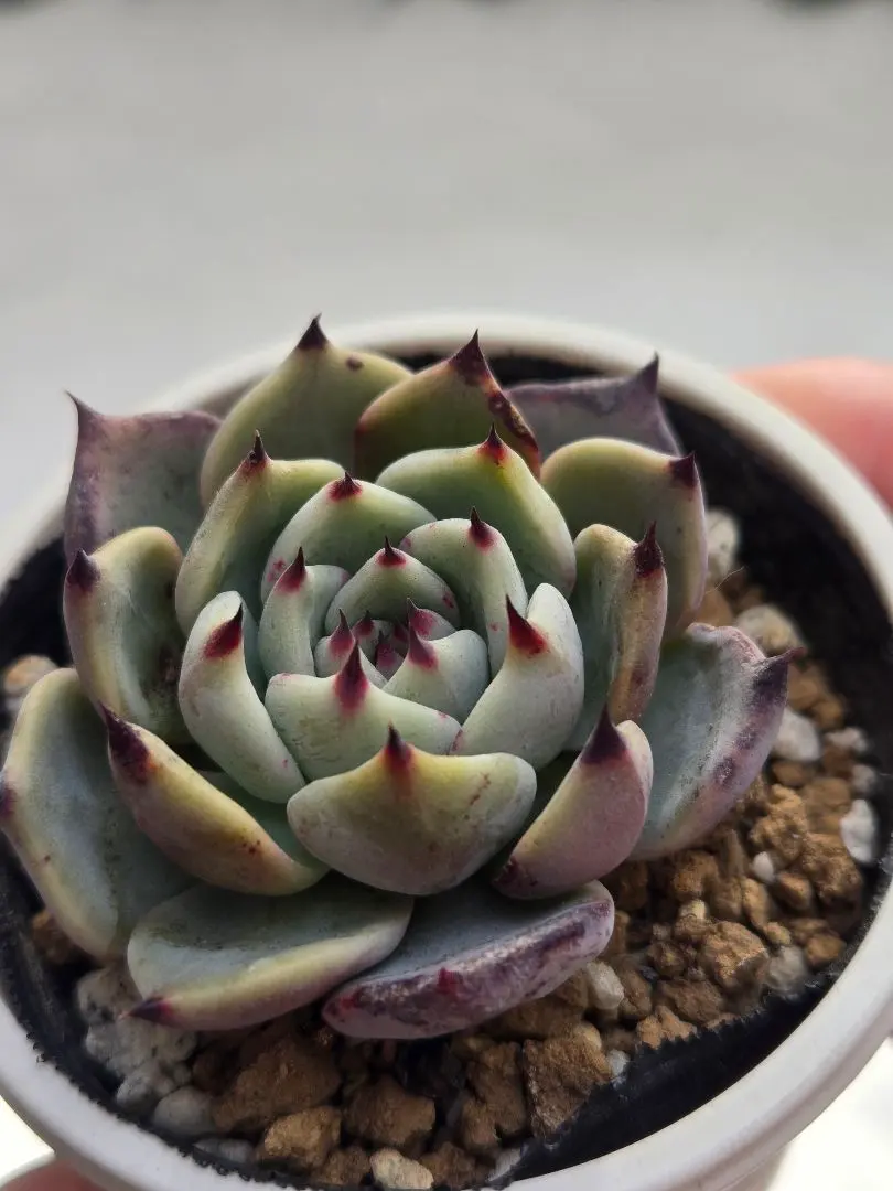 2026年最新】リンゼアナ×ざわわの人気アイテム - メルカリ