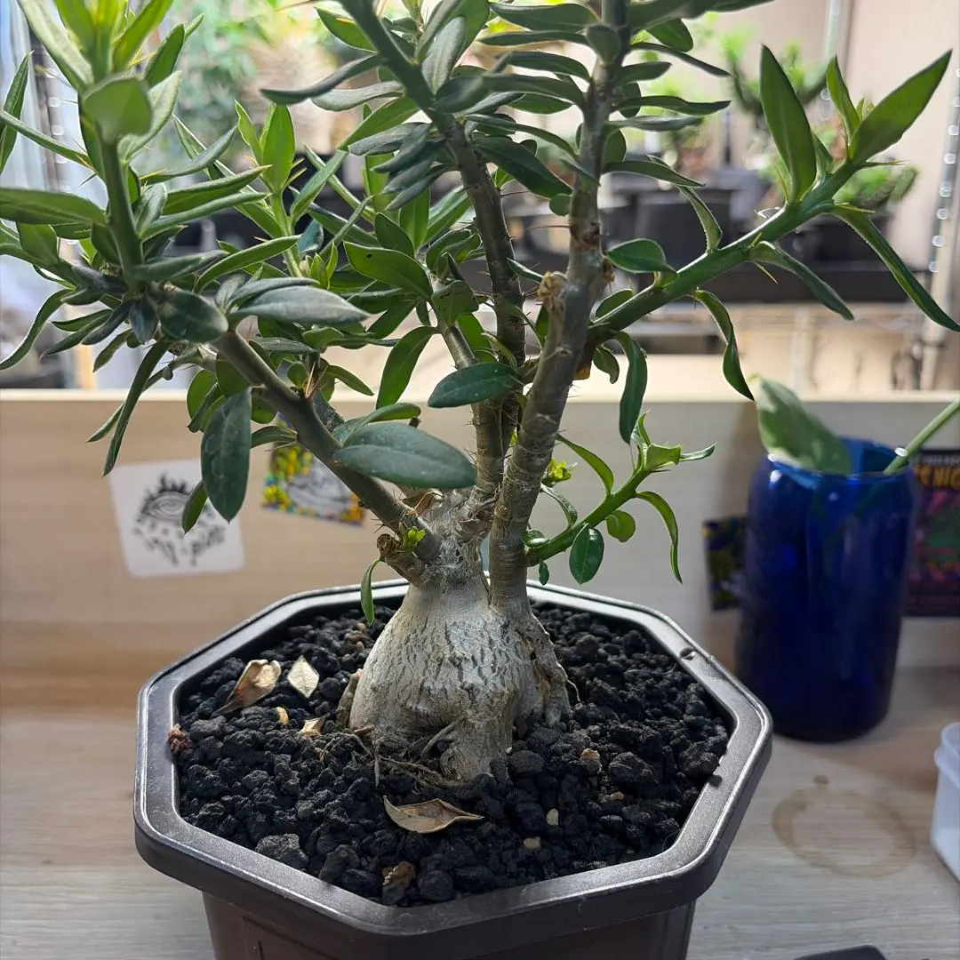 2026年最新】パキポディウム ビスピノーサムの人気アイテム - メルカリ